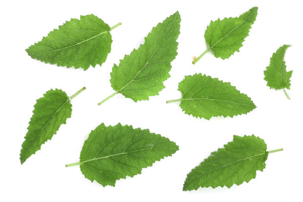 istock Sage leaves or Salvia officinalis isolated on white background. Top view. Flat lay pattern 987568078