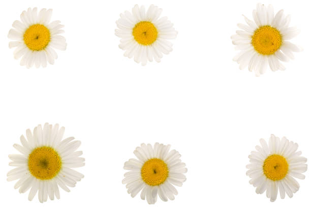 White daisies isolated on white background