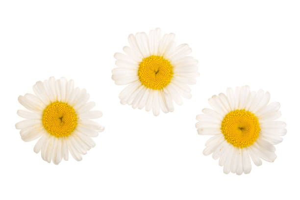 istock Three chamomile or daisies isolated on white background. Top view. Flat lay 987568326