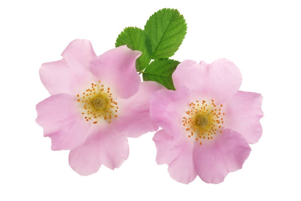 istock Rosehip flower with leaf isolated on white background close up 987568378