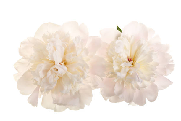 istock peony flower isolated on white background close up 987568434