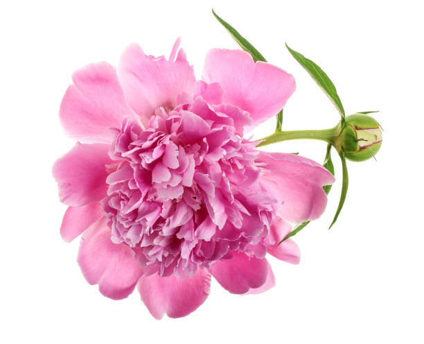 istock pink peony flower isolated on white background close up 987568522