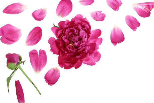 istock pink peony flower isolated on white background with copy space for your text. Top view. Flat lay pattern 987568536