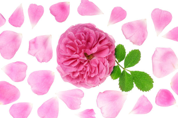 istock wild rose blooming flower isolated on a white background 987568578