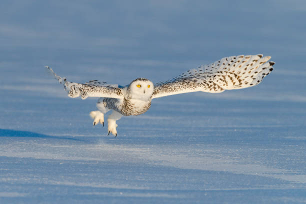 istock Snowy owl, bubo scandiacus, bird in flight 987568618