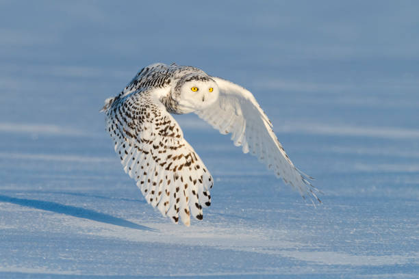 istock Snowy owl, bubo scandiacus, bird in flight 987568626