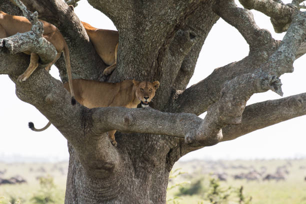 istock Female lion on a tree looking to the camera 987569026
