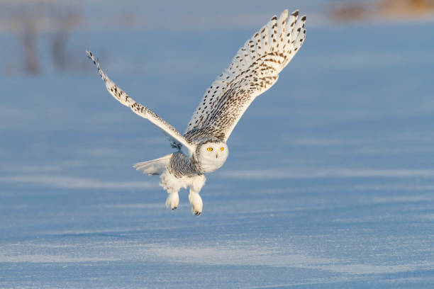 istock Snowy owl, bubo scandiacus, bird in flight 987569124