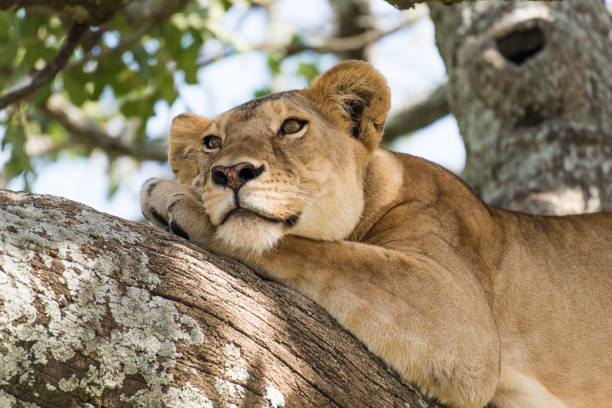 Portrait of a beautiful happy lion on a tree stock photo