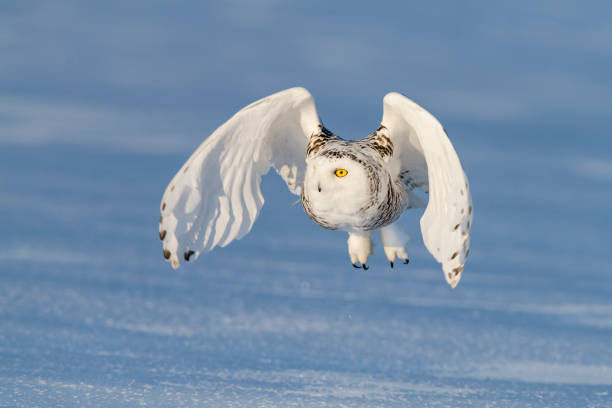 istock Snowy owl, bubo scandiacus, bird in flight 987569550