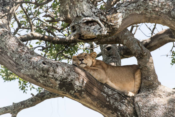 istock Cute happy female lion lying on a tree branch 987569578