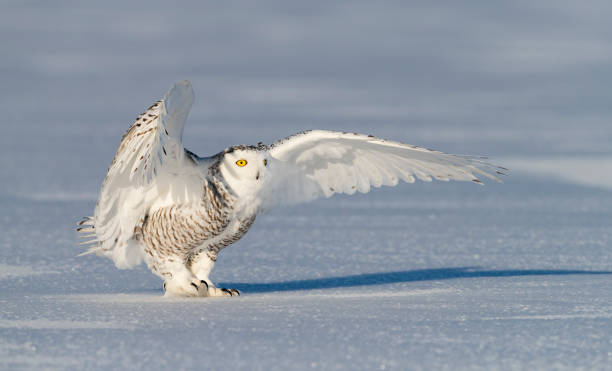 istock Snowy owl, bubo scandiacus, bird landing 987572170