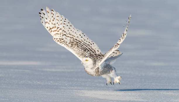 istock Snowy owl, bubo scandiacus, bird in flight 987572176