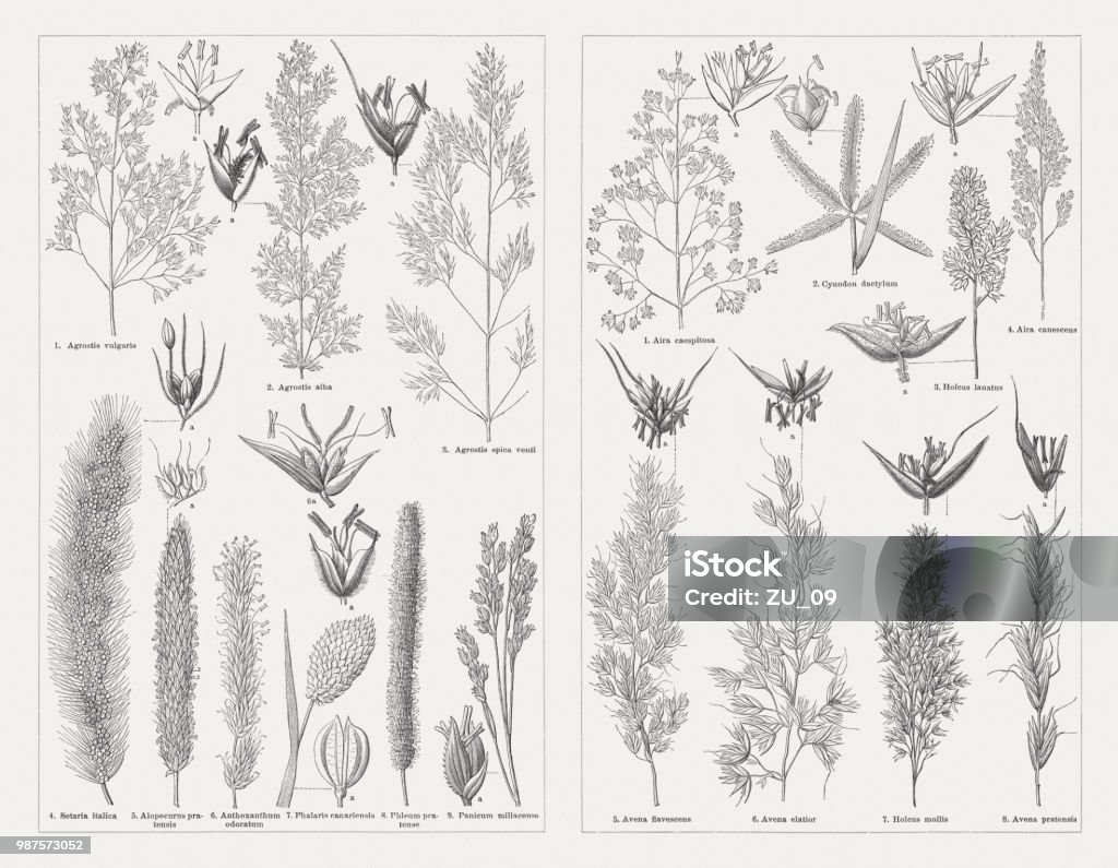 Grasses, wood engravings, published in 1897 Grasses, left side: 1) Common bent (Agrostis capillaris, or Agrostis vulgaris) and spike (a); 2) Creeping bentgrass (Agrostis stolonifera, or Agrostis alba) and spike (a); 3) Loose silky-bent (Apera spica-venti, or Agrostis spica venti) and spike (a); 4) Foxtail millet (Setaria italica) and spike (a); 5) Meadow foxtail (Alopecurus pratensis) and spike (a); 6) Sweet vernal grass (Anthoxanthum odoratum) and spike (a); 7) Canary grass (Phalaris canariensis) and ripe spike; 8) Timothy-grass (Phleum pratense) and spike (a); 9) Proso millet (Panicum miliaceum) and spike. Right side: 1) Tufted hairgrass (Deschampsia cespitosa, or Aira caespitosa) and spike; 2) Vilfa stellata (Cynodon dactylum) and spike (a); 3) Yorkshire fog (Holcus lanatus) and spike (a); 4) Gray clubawn grass (Corynephorus canescens, or Aira canescens) and spike (a); 5) Yellow oatgrass (Trisetum flavescens, or Avena flavescens) and spike (a); 6) False oat-grass (Arrhenatherum elatius, or Avena elatior) and spike (a); 7) Creeping soft grass (Holcus mollis) and spike (a); 8) Meadow oat-grass (Helictotrichon pratense, or Avena pratensis) and blossom. Wood engravings, published in 1897. Grass stock illustration