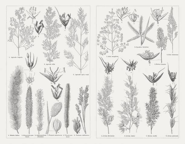 Grasses, wood engravings, published in 1897 Grasses, left side: 1) Common bent (Agrostis capillaris, or Agrostis vulgaris) and spike (a); 2) Creeping bentgrass (Agrostis stolonifera, or Agrostis alba) and spike (a); 3) Loose silky-bent (Apera spica-venti, or Agrostis spica venti) and spike (a); 4) Foxtail millet (Setaria italica) and spike (a); 5) Meadow foxtail (Alopecurus pratensis) and spike (a); 6) Sweet vernal grass (Anthoxanthum odoratum) and spike (a); 7) Canary grass (Phalaris canariensis) and ripe spike; 8) Timothy-grass (Phleum pratense) and spike (a); 9) Proso millet (Panicum miliaceum) and spike. Right side: 1) Tufted hairgrass (Deschampsia cespitosa, or Aira caespitosa) and spike; 2) Vilfa stellata (Cynodon dactylum) and spike (a); 3) Yorkshire fog (Holcus lanatus) and spike (a); 4) Gray clubawn grass (Corynephorus canescens, or Aira canescens) and spike (a); 5) Yellow oatgrass (Trisetum flavescens, or Avena flavescens) and spike (a); 6) False oat-grass (Arrhenatherum elatius, or Avena elatior) and spike (a); 7) Creeping soft grass (Holcus mollis) and spike (a); 8) Meadow oat-grass (Helictotrichon pratense, or Avena pratensis) and blossom. Wood engravings, published in 1897. agrostis stock illustrations