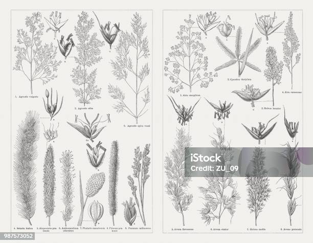 Grasses Wood Engravings Published In 1897 Stock Illustration - Download Image Now - Grass, Agrostis, Bermuda