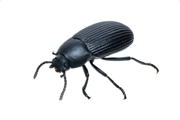 istock Coleoptera Carabidae ground beetle isolated on white background 987573392