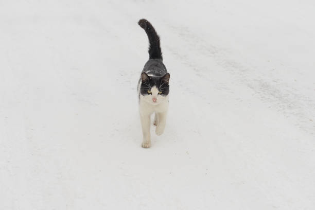 istock black and white cat walks along snow-covered street 987577770