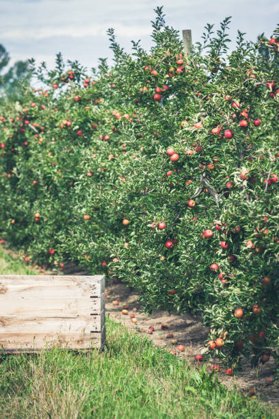 istock Apple garden full of riped red fruits 987579062