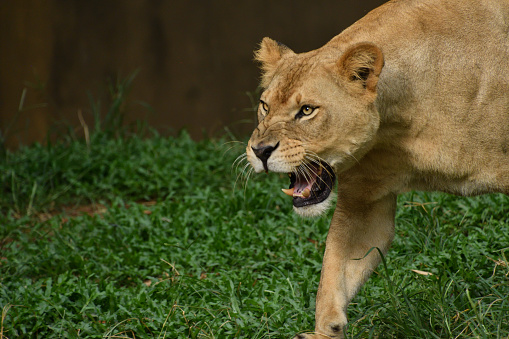 Lioness portrait