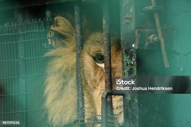 A Lion In Captivity Stock Photo - Download Image Now - Lion - Feline, Trapped, Animal