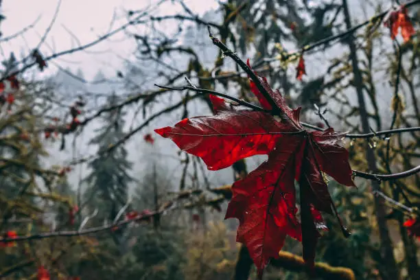 Red Leaf in a Foggy Forest
