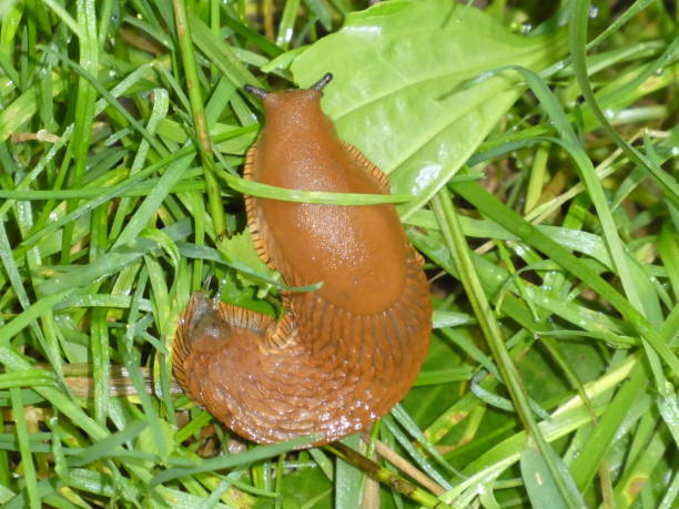 istock big brown slug in the grass 987596810