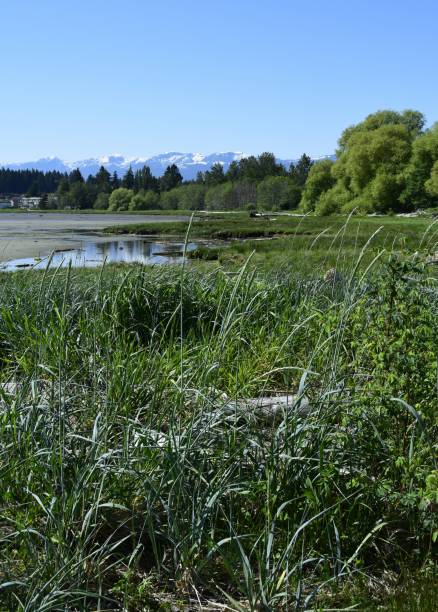 Courtenay estuary view towards the  Strathcona Park Mountain Range