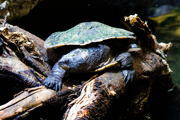 istock a water turtle climbs a branch of dry wood 987601492