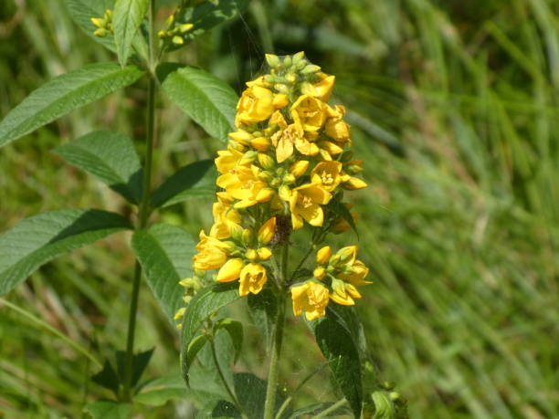 istock flower with many yellow blossom 987601538