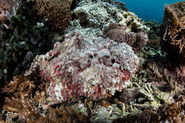 istock Venomous Stonefish on Coral Reef 987605508