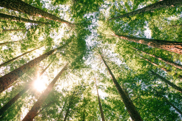 레드우드 숲 - tree growth sequoia rainforest 뉴스 사진 이미지