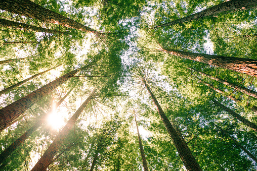 Redwood forest in northern Spain