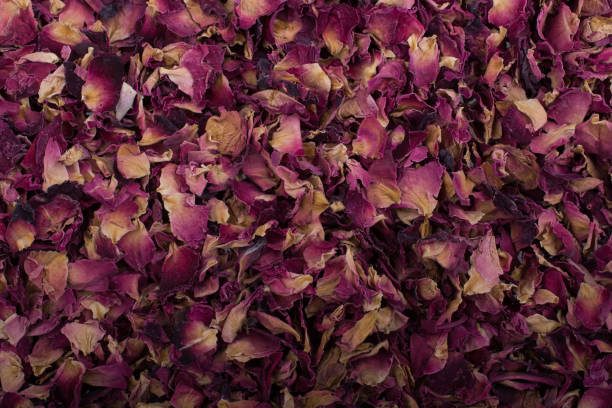 istock Background of dried  rose petals 987610764