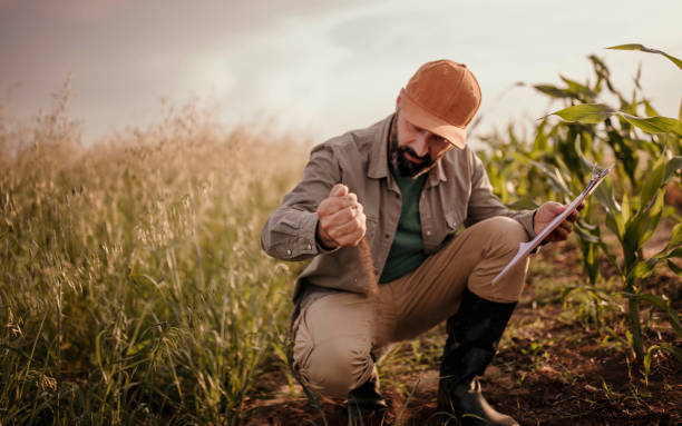 Farmer analyzes his land Photo of farmer analyzes his land agronomist photos stock pictures, royalty-free photos & images