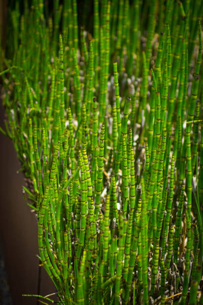 Barred horsetail plant growing in High Line Park New York.