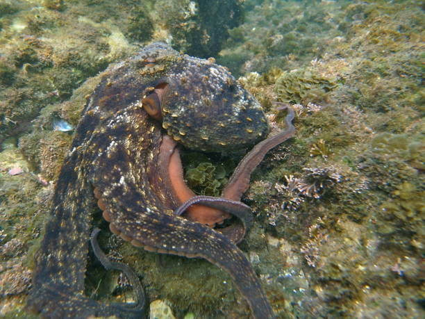 Gloomy Octopus, Octopus tetricus, Common Sydney Octopus in Sydney, Australia stock photo