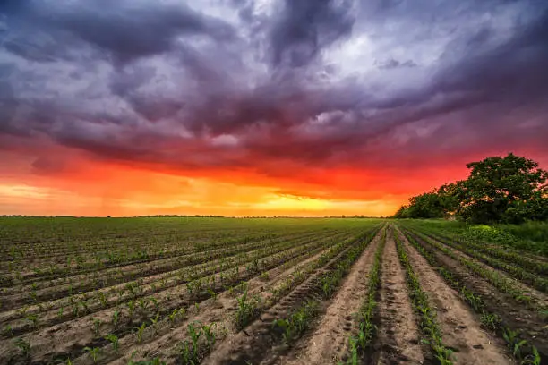 At the field before rain in sunset