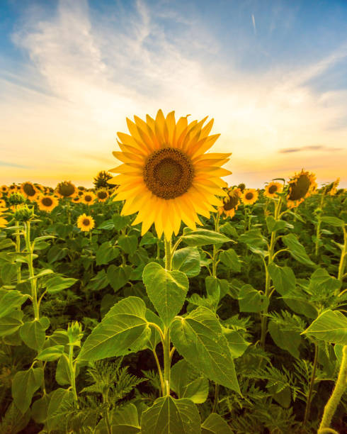 Vibrant sunflower field close up in summer in sunset Vibrant sunflower field close up in summer in sunset sunflower stock pictures, royalty-free photos & images