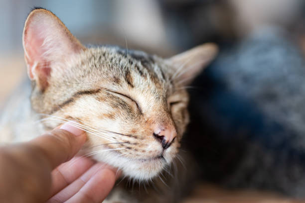 istock Hand playing with cat by scratching chin 987615658