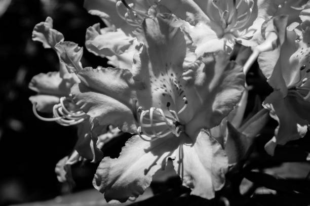 istock Rhododendron flower in the summer 987617594