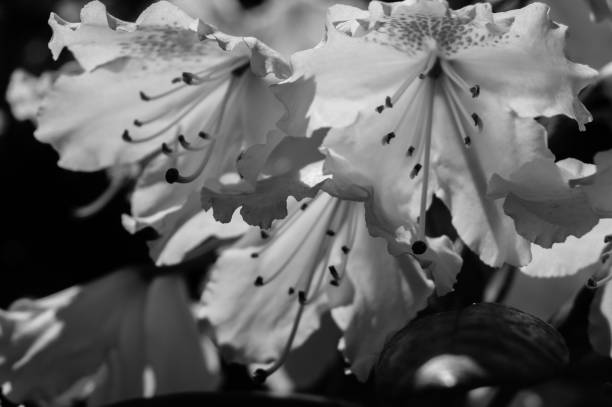 istock Rhododendron flower in the summer 987622116