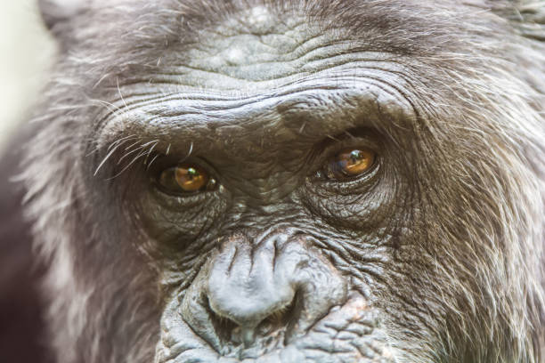 Close-up of a chimpanzee head
