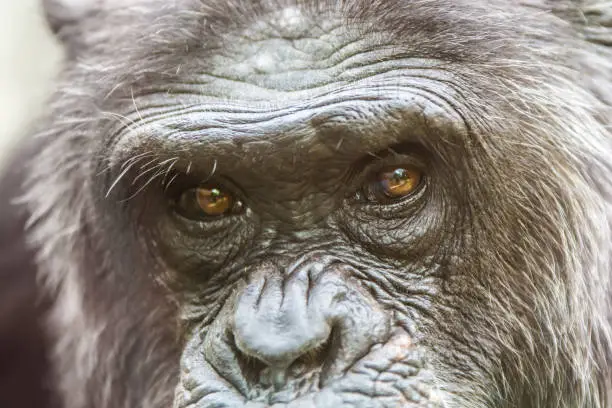Detail of the face of a chimpanzee