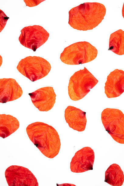 Poppies Petals on a White Background