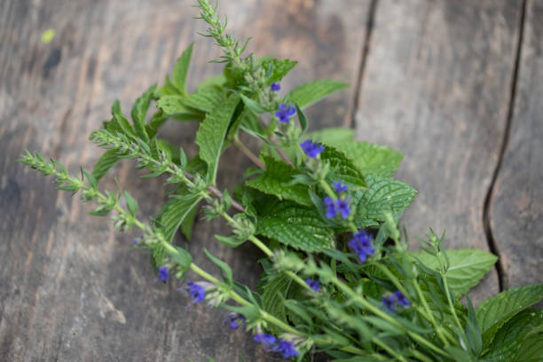 Fresh Ysop and mint on a wooden table stock photo