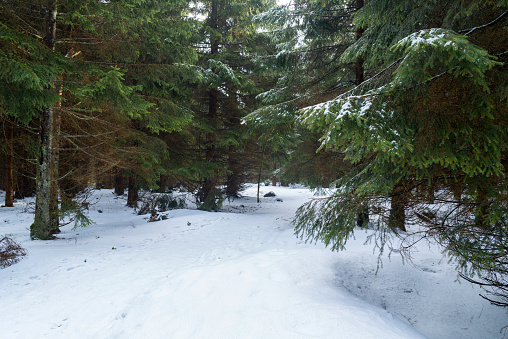 Footpath in snowy coniferous tree forest