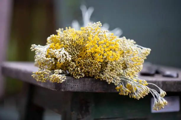 Photo of plant with yellow blossoms on an old chair