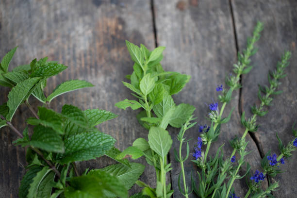 fresh herbs on wooden stock photo