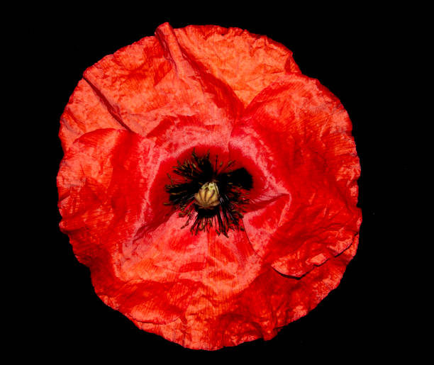 istock Red Poppies on A Black Background 987627784